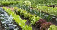 Pennsylvania’s History of Homegrown: From Victory Gardens to Urban Ag