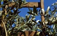 Israeli Bulldozers Uproot Olive Trees in West Bank for 3rd Day