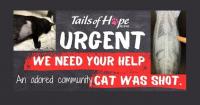 Hermitage non-profit seeks help for ‘beloved’ wounded cat