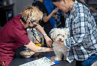 Around Berkeley: Free vaccines for pets, Viva Fall Fest, print workshop