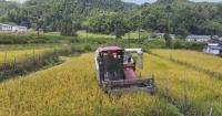 Technology powers China's autumn harvest as bumper yield expected