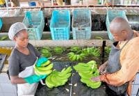 Cameroon’s Top Banana Exporter PHP Posts CFA10.4 Billion in Losses Over Two Years