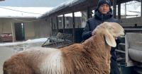 'Million Dollar' Mutton: Kyrgyzstan's New Monster Sheep Breed
