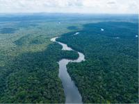 Guyana to designate 3.7 million acres of forest as protected area