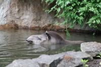 Wildlife Conservation Showcase at Budapest Zoo on World Animal Day