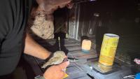 ‘They look into your soul:’ K-12 teachers and researchers study small owls in southern Arizona