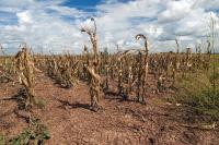 Global warming and the headlong rush of fossil-fuel capitalism: the number one threat to global public health!