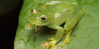 Brazilian researchers describe new glass frog species in Cerrado