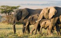 Elephants forage for and mix their own medicines
