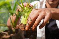 Argentine Birds opens volunteer opportunities in wildlife conservation and environmental restoration: how to participate