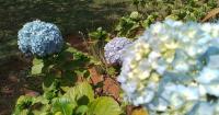 Gardeners warns against common hydrangea mistake in September