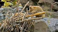 The World's Largest Beaver Dam Is Tucked Away In Canada's Largest National Park