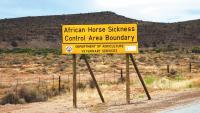 Climate change increases risk of ‘devastating’ exotic equine disease in the UK