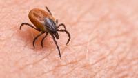 Deadly tick bite warning as blood-sucking pests sweep UK this autumn – map reveals hotspots