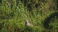 Genetic map of the jaguar covers 99.85% of its sequence: key advancement for its conservation in Latin America