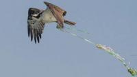 Jersey Shore can lead the way on balloon pollution and save wildlife