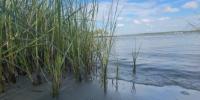 Living shoreline project aims to protect Biloxi coast, support wildlife habitat