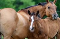 Another horse with NWS found in New Mexico 