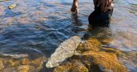 Hikers' report saves 27 stranded Michigan sturgeon