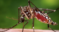 Tampa Woman Dies of Dengue on Her 80th Birthday Amid ‘Wildly Unusual’ Mosquito Surge