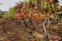 An Imperiled Harvest: Visiting the Catholic Vineyards of France