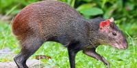 Opening of wildlife hunting season announced for 2026