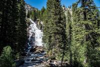 Man Stumbles Upon 1,289-Year-Old Tree in Wyoming, the Oldest Whitebark Pine Ever Recorded