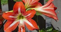 Fall plant sale, 'Monty Python,' 'Jersey Boys' and more events: Around Baton Rouge