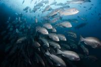 Norway’s Development Rethink Should See Ocean Investment as a Strategic Interest