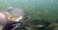 Opinion: A changing Alaska demands a new approach to fish and wildlife management
