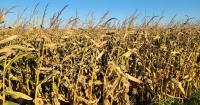 China buying rumours, El Niño impacts, and Black Sea gridlock work their way into grain prices