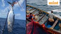 Is tuna safe to eat? ICAR-CMFRI issues clarification after parasite reports in skipjack tuna from Brazil
