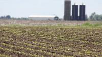Iowa Tillable Land Steady to Slight Higher