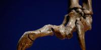Scientists Just Found a Dino Artifact We’ve Never Seen Before—and It’s Answering a Major Riddle