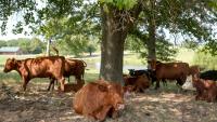 3 types of meat products recalled in South Carolina, US