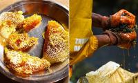 'Mad honey' touted as wellness fix contains toxin that can stop your heart with just a few tablespoons