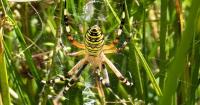 Rare wasp spider sighting sparks climate concerns