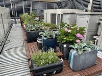 Tokyo Hotel Uses Abandoned Suitcases as Vegetable Planters