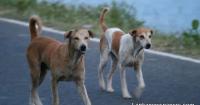 Sri Lanka Moves to Tackle Rabies Crisis With Sweeping New Dog Control Legislation