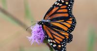 Pacific Northwest monarch butterflies are migrating south. You can watch them on an app