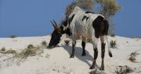 On ancient Madagascar, large native herbivores paid the price as introduced livestock spread