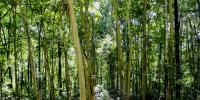 Brazil’s forest production reaches record BRL 47.9 billion in 2025