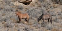 Little Book Cliffs wild horse advocate group weighs in on Colorado wild horse controversy and New York Times article