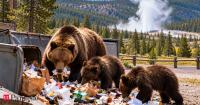 Why Wyoming’s Yellowstone Park stop feeding bears? How garbage dumps once became an attraction