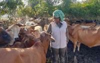 Feedlot farming: The new cashcow for Kenya's beef industry operators