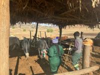 SECOND ROUND OF FMD VACCINATION TO BEGIN IN OCTOBER