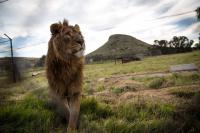 Tanzania: 10 lion deaths in Ngorongoro under investigation, suspected poisoning case