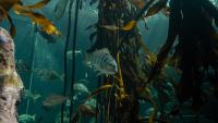Discover the living wonder of Cape Town’s kelp forest