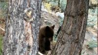 Bear tranquilized, removed from Salt Lake City's Avenues neighborhood