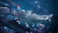 New Aquaculture Act pitched for $10b industry